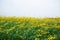 Field of Crotalaria Juncea or sunn hemp