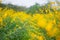 Field of Crotalaria Juncea or sunn hemp