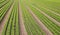 Field cultivated with lettuce