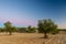 A field of cultivated olive oil trees during sunset in Spain