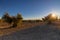 A field of cultivated olive oil trees during sunset in Spain