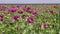 Field of cultivated pink opium poppy, Papaver somniferum