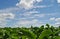 A field of cultivated tobacco Nicotiana tabacum with a blue sky and white clouds