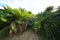 Field of Cycas revoluta or Fern Palm or Sago Palm at Cape Ayamaru in Amami Oshima island