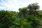Field of Cycas revoluta or Fern Palm or Sago Palm at Cape Ayamaru in Amami Oshima island