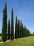 Field with cypresses in Tivoli. Italy.