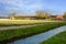 Field with daffodils on Bollenstreek in Netherlands