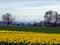 Field of Daffodils and Mountains