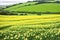 a field of daffodils near Padstow.