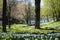 A field of daffodils in new england