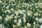 A field of daffodils showing off their perfect petals on a March Spring day