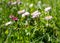 Field with daisies