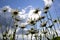 Field daisies blooming in a forest glade. Hot summer in the foothills of the Western Urals.