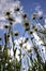 Field daisies blooming in a forest glade. Hot summer in the foothills of the Western Urals.