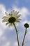 Field daisies blooming in a forest glade. Hot summer in the foothills of the Western Urals.