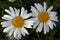 Field daisies blooming in a forest glade. Hot summer in the foothills of the Western Urals.