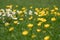 A field of daisies and buttercups among the grass in the spring meadow.