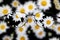 Field of Daisies Daisy Flowers with Golden Sunbeams Spring Summer blur blurry glasses clear vision see