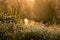 Field daisies in dew on a morning meadow in spider webs and sunlight. beautiful summer morning.