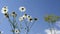 Field daisies and dill sway in the wind. A Bush of daisies on a background of blue sky and white clouds. Wild herbs and flowers