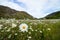 Field of daisies on england meadow