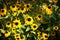 Field of daisies flowers in the grass in the sun. Spring time, summertime, ecology, rural natural life, authenticity, cottage core