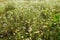 Field daisies in the meadow in Sunny weather. Pharmacy chamomile close-up