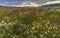 A field of daisies, poppies and mountain lavender high in the mountains