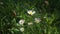 Field daisies are rocking in the wind