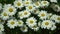 Field of daisies. selective focus. Matricaria recutita is a plant widely used for medicinal and cosmetic purposes.
