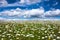 Field of daisies in sunlight, wild flowers in summer