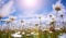 Field of daisies in sunlight, wild flowers in summer