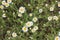 Field of daisies. Top view of little chamomile flowers. Natural floral background.