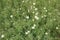 Field of daisies. Top view of little chamomile flowers. Natural floral background.