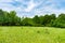 Field of Daisies and Trees at Red Gate Woods in Suburban Chicago