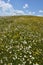 A field of daisies under a cloudy sky