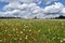 A field of daisies under a cloudy sky