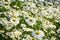 Field of daisy background