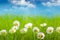 Field of daisy and blue sky