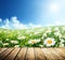 Field of daisy flowers