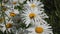 Field daisy flowers