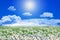 Field of daisy flowers and clouds on the clear blue sky