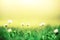 Field of daisy flowers. Fresh green spring grass with sun leaks effect, copy space. Soft Focus. Summer concept. Abstract