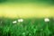 Field of daisy flowers. Fresh green spring grass with sun leaks effect, copy space. Soft Focus. Summer concept. Abstract