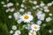 Field of daisy flowers, outside sunset, sping time