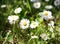 Field of daisy flowers in spring in an unkempt garden