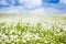 Field of daisy flowers in summer