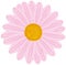 Field Daisy Pink