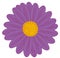 Field Daisy Purple