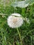 Field dandelion